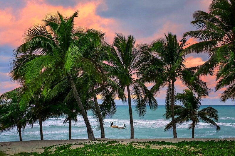 Pelicans on Beach — Green