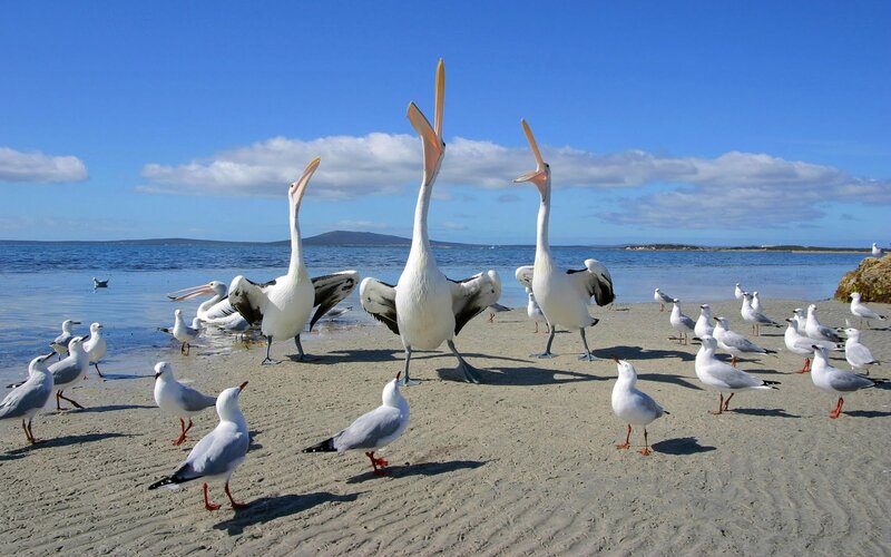 Pelicans on Beach