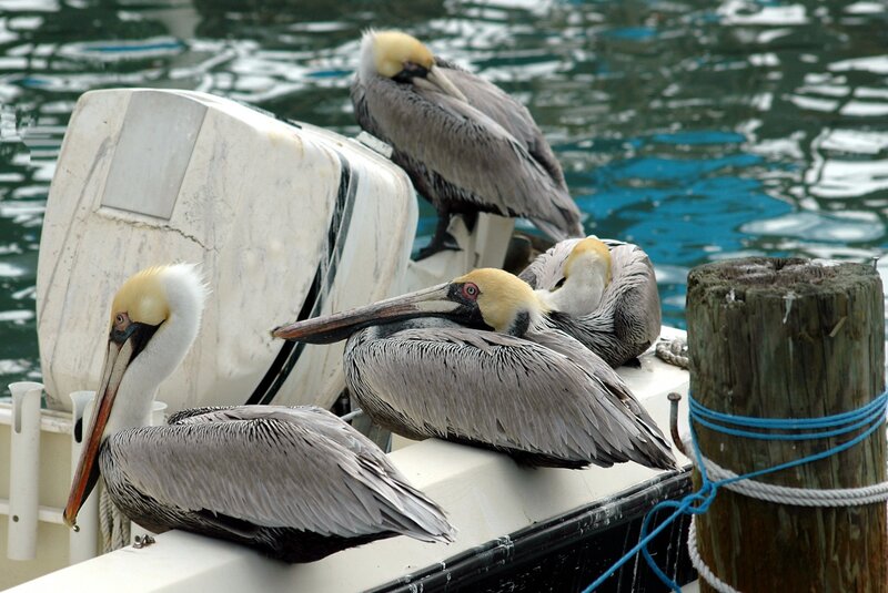Pelicans on Boat — Gray