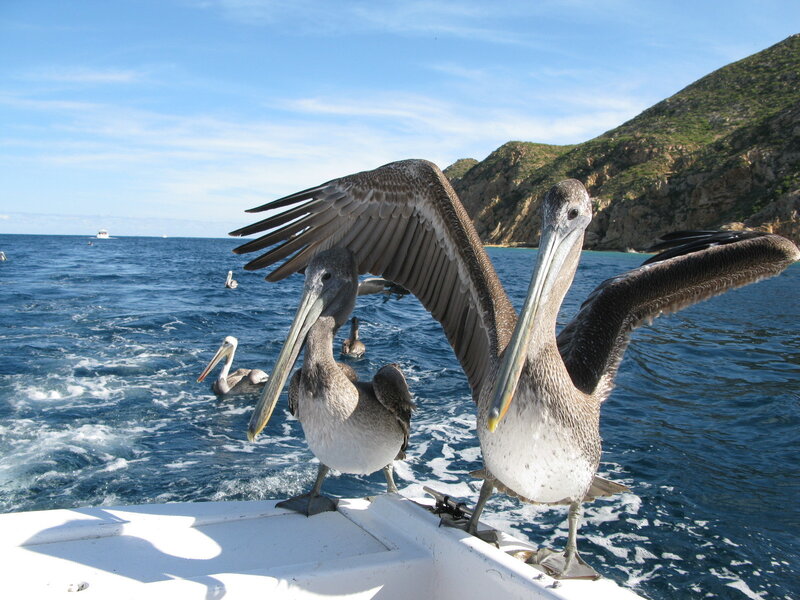Pelicans on Boat