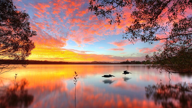 Pelicans on Lake — Orange, Serene