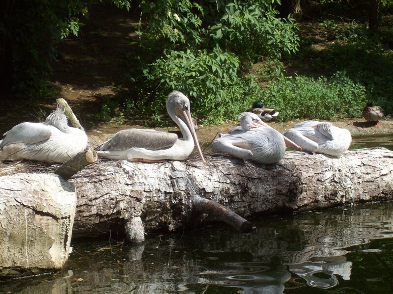 Pelicans on Log