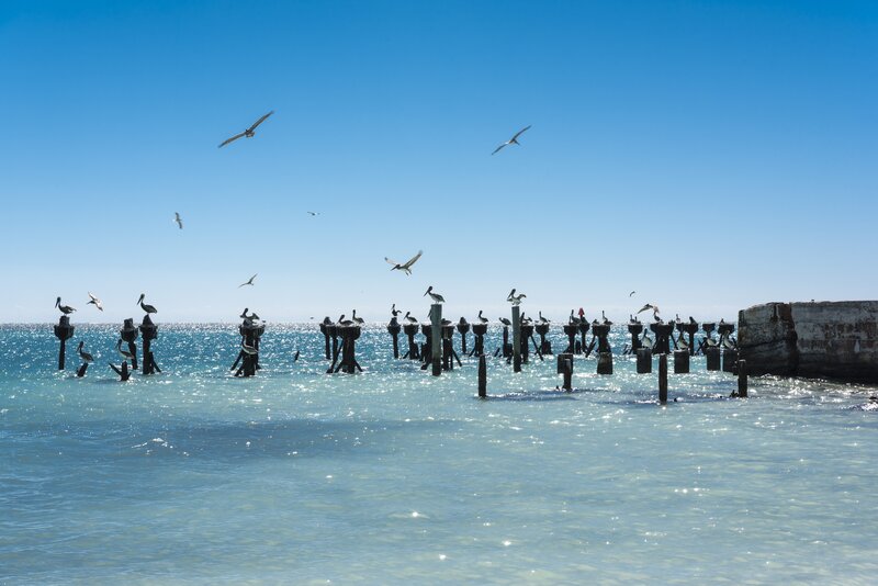 Pelicans on Pilings — Blue