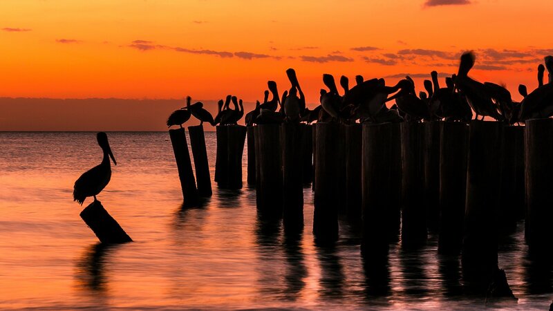 Pelicans on Pilings — Orange