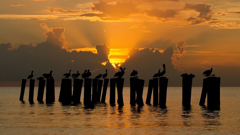 Pelicans on Pilings