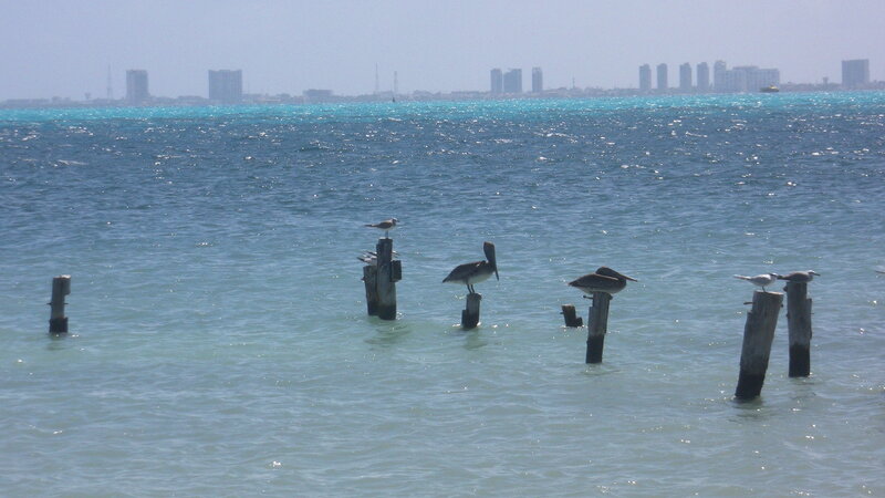 Pelicans on Posts — Blue, Calm
