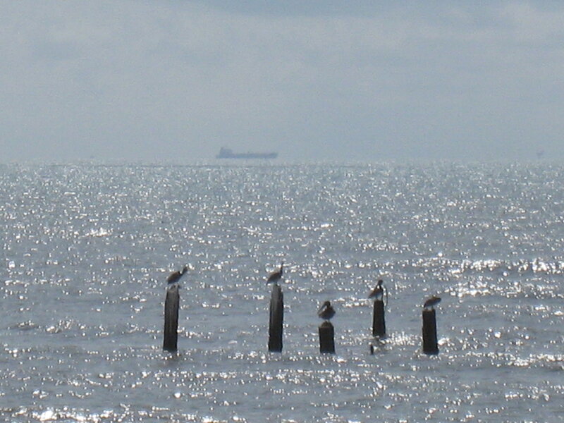 Pelicans on Posts — Blue