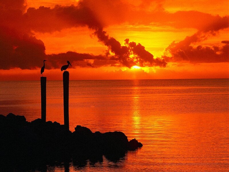 Pelicans on Posts