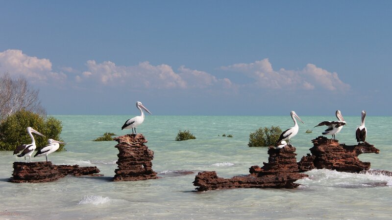 Pelicans on rock formations