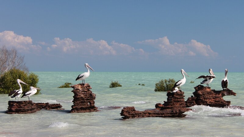 Pelicans on Rocks — Blue, Serene, Afternoon