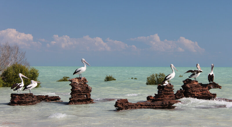 Pelicans on Rocks — Blue, Serene