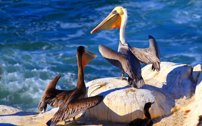 Pelicans on Rocks — Blue