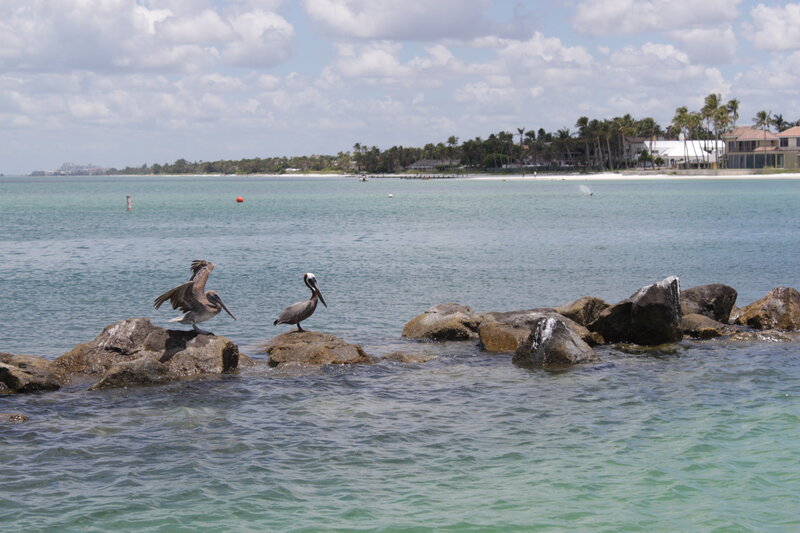 Pelicans on rocks by the shore
