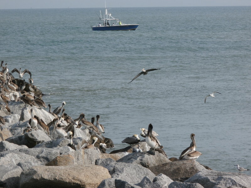 Pelicans on Rocks — Gray