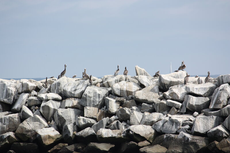 Pelicans on Rocks