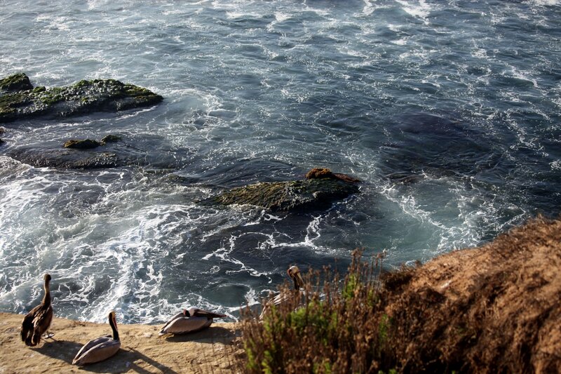pelicans on rocky shore