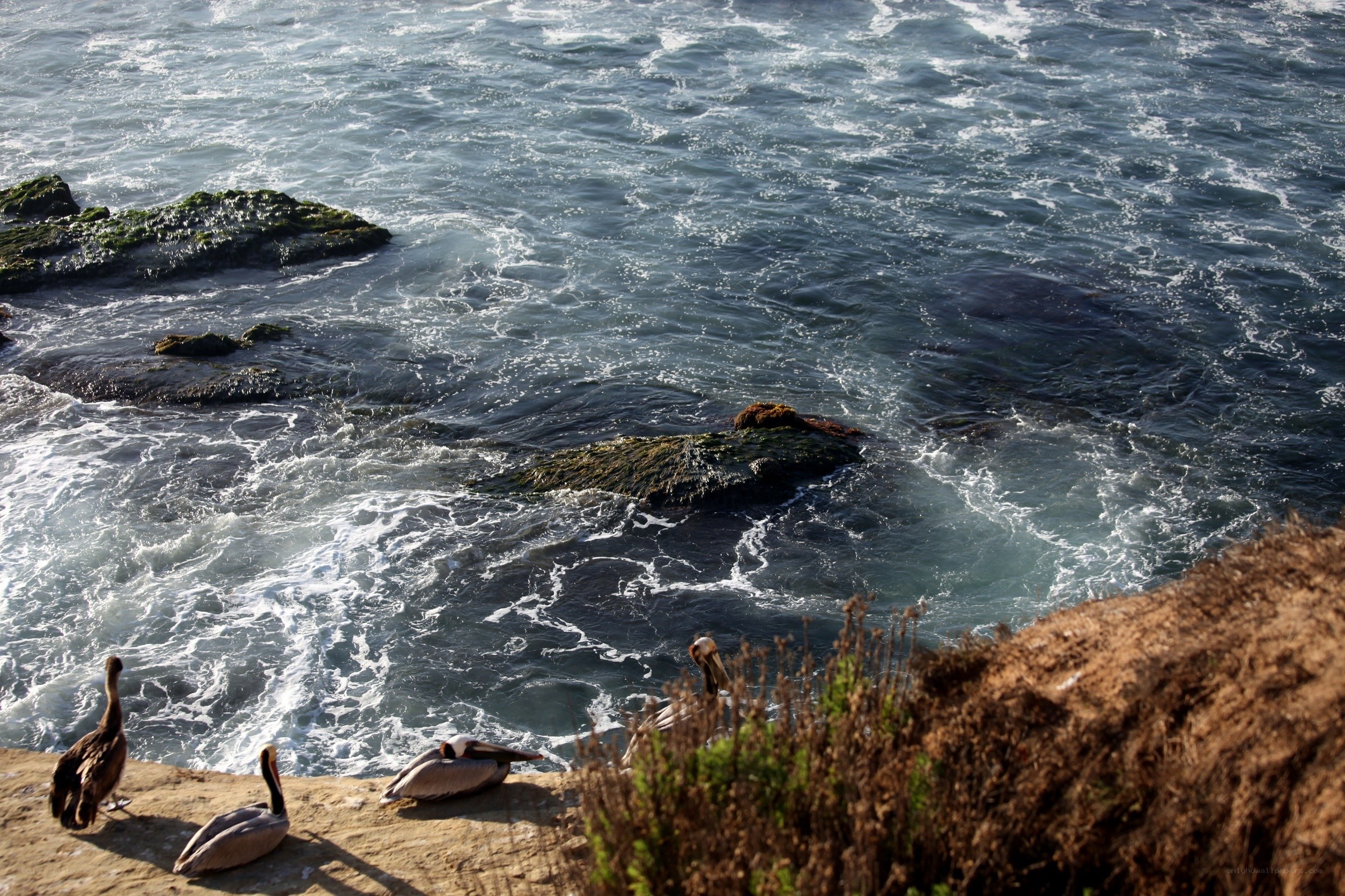 pelicans on rocky shore