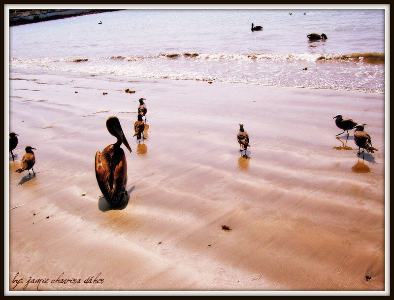 Pelicans on the beach