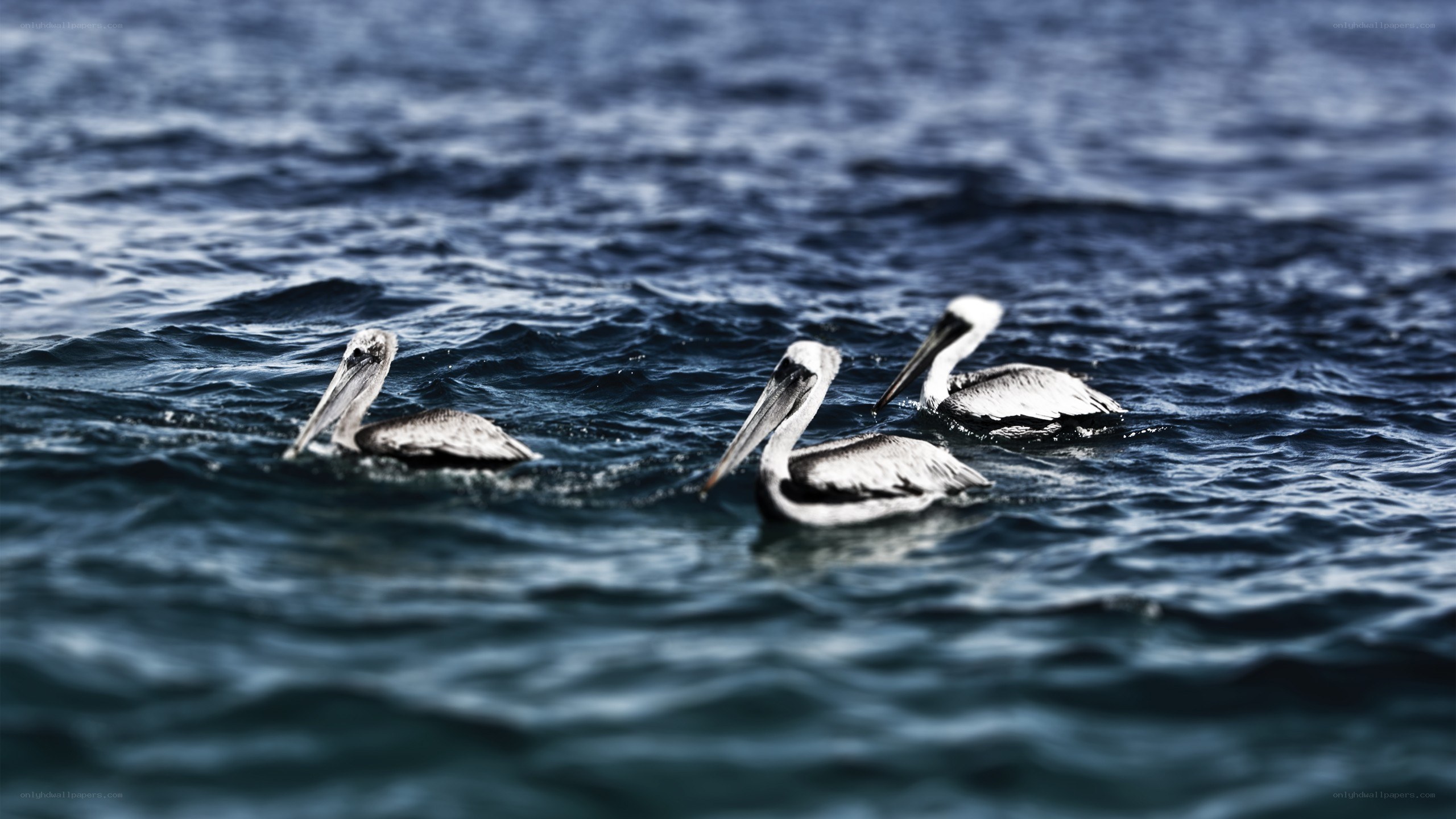 Pelicans on the open sea