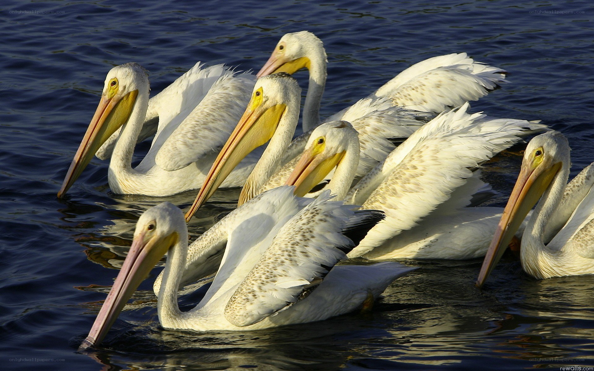 pelicans on the water