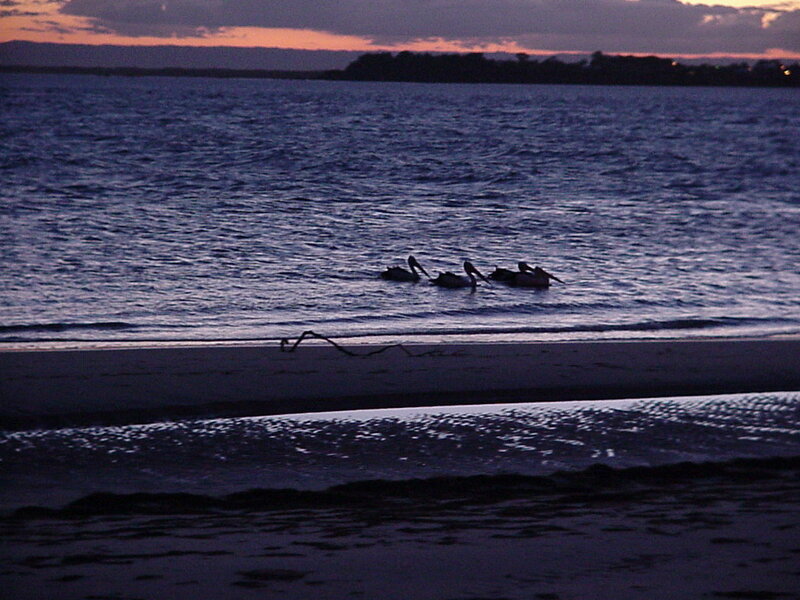 Pelicans on Water