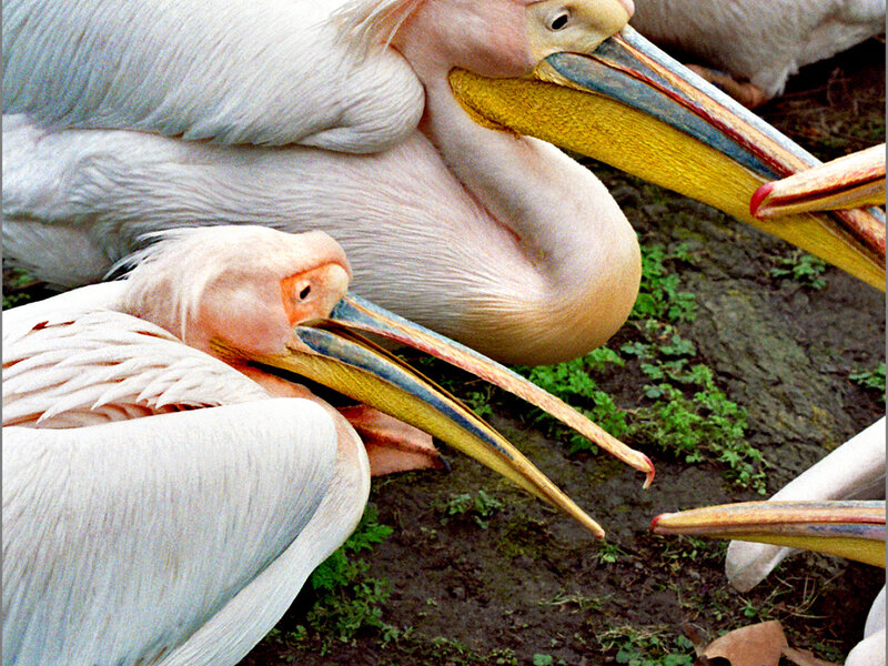 Pelicans resting together