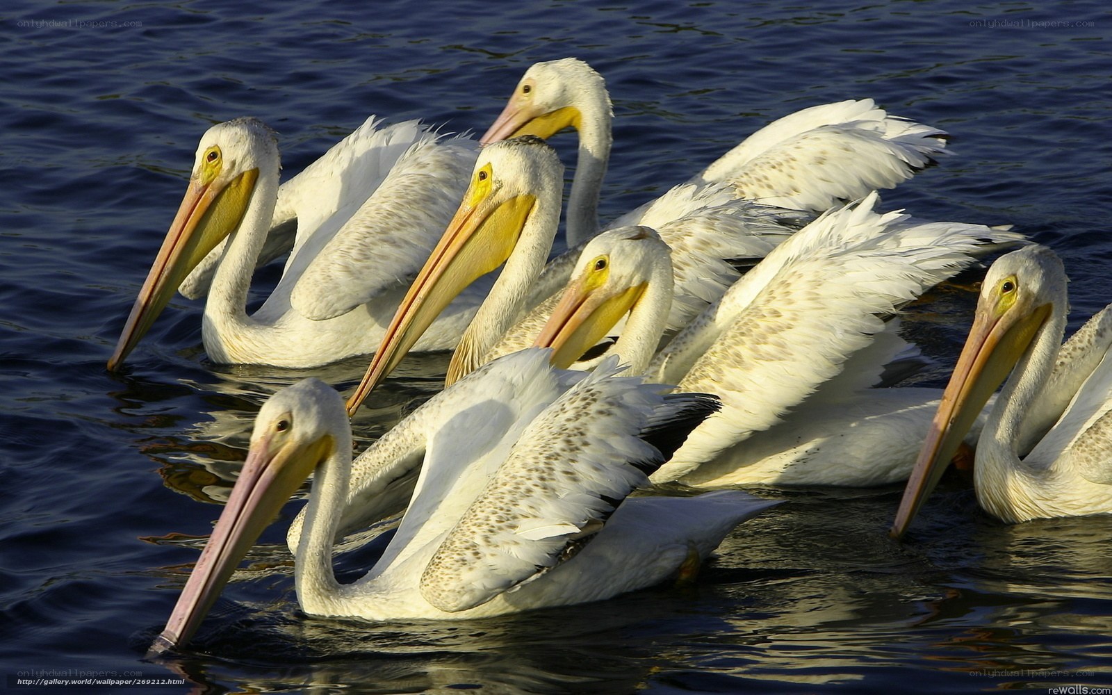 pelicans swimming in water