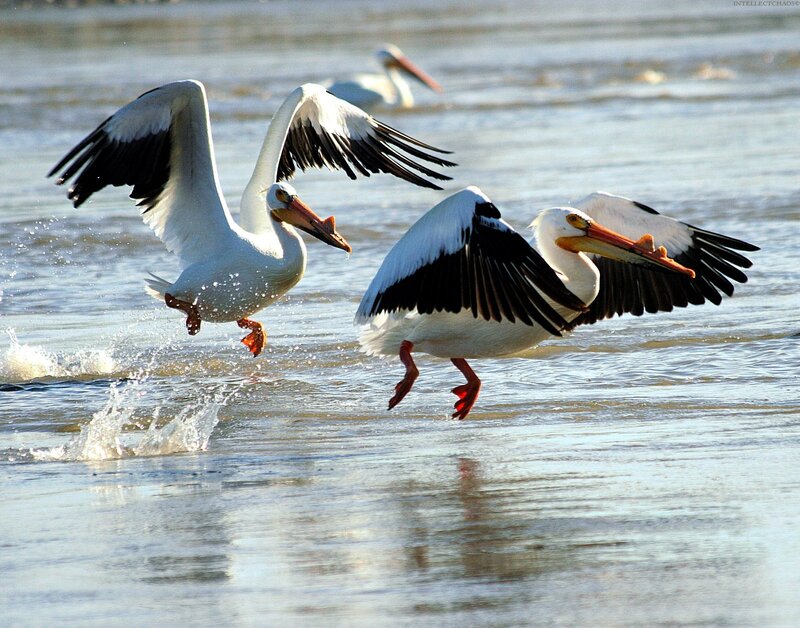 Pelicans taking flight from water