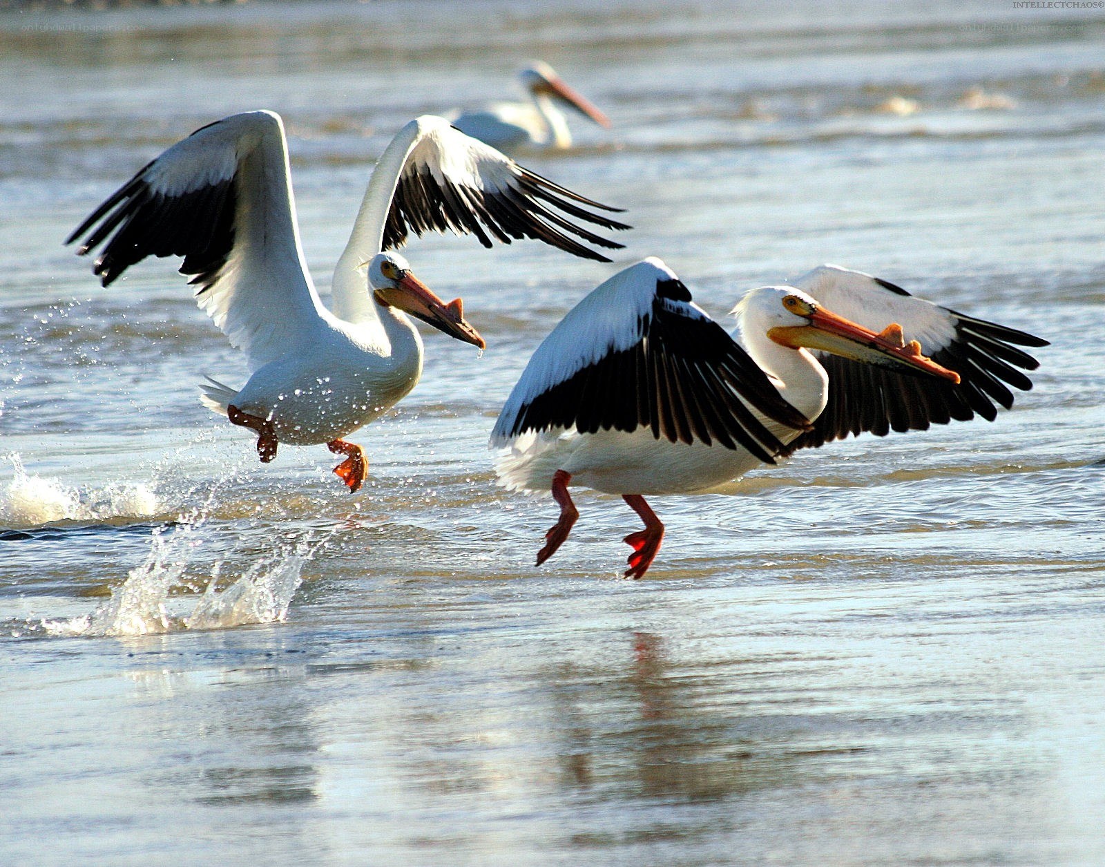 Pelicans taking flight from water