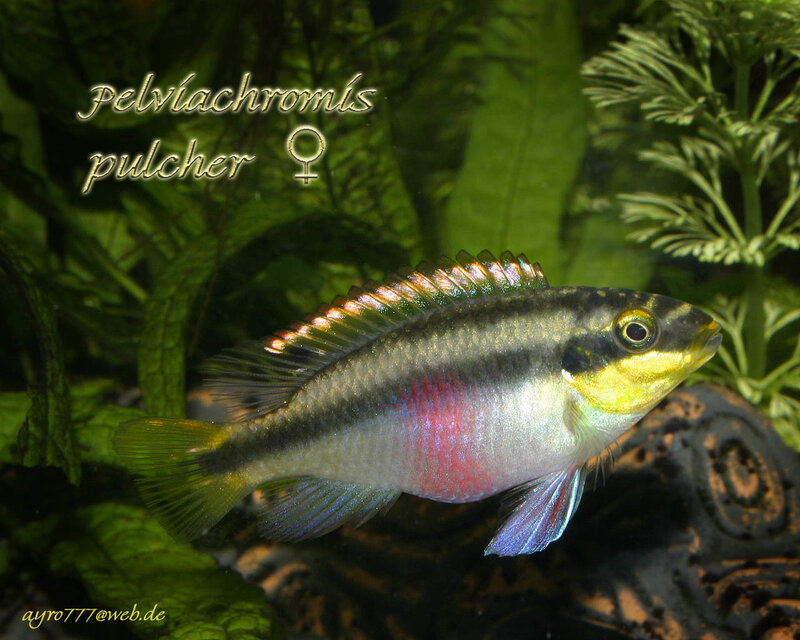 Pelvicachromis pulcher fish