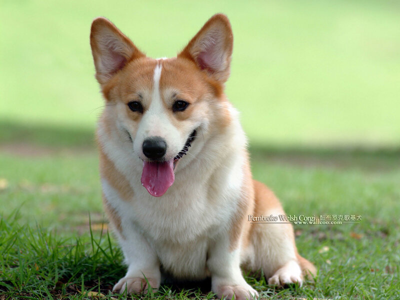 Pembroke Welsh Corgi on grass