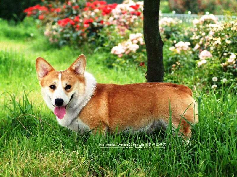 Pembroke Welsh Corgi