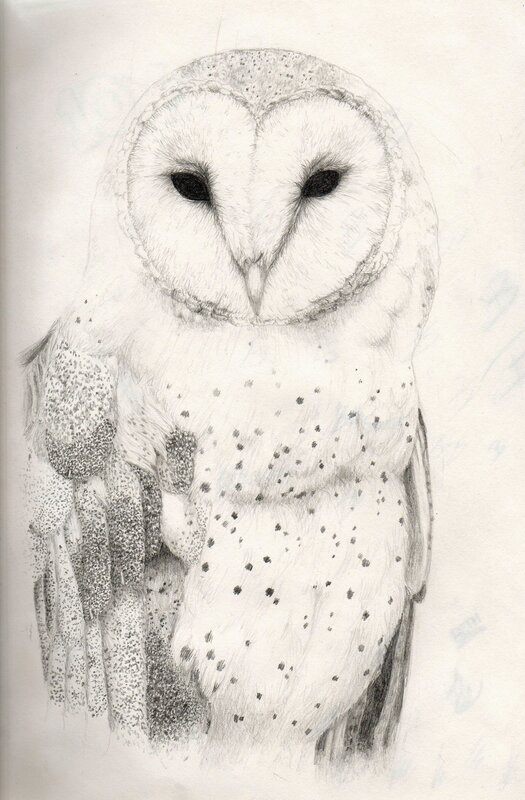 pencil drawing of a barn owl
