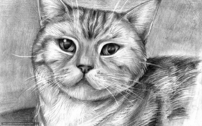 pencil drawing of a cat