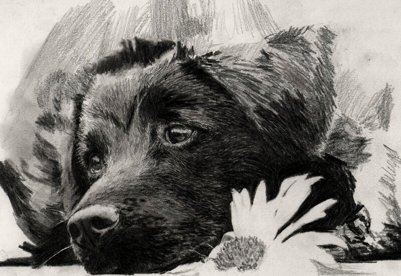 pencil drawing of a dog