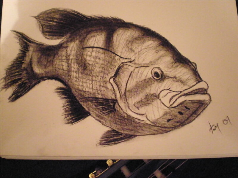 pencil drawing of a fish