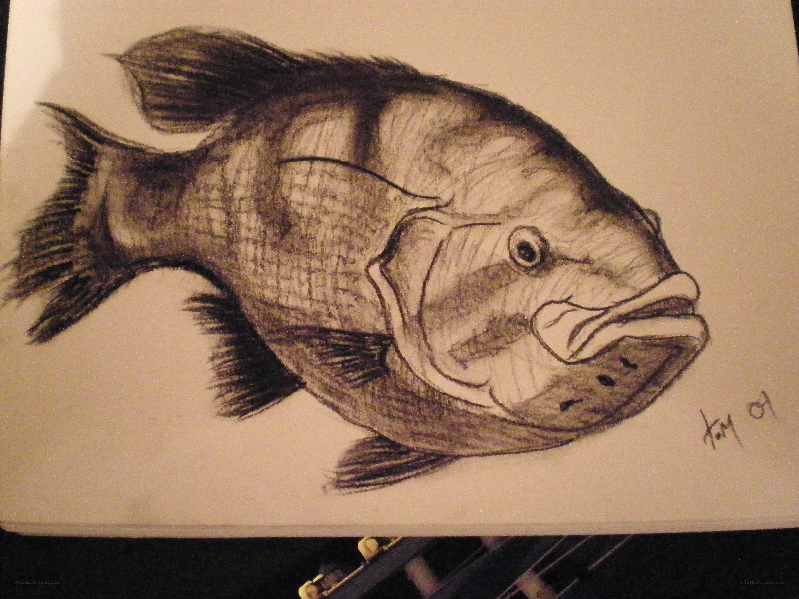 pencil drawing of a fish
