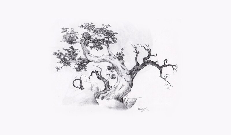 pencil drawing of a gnarled tree