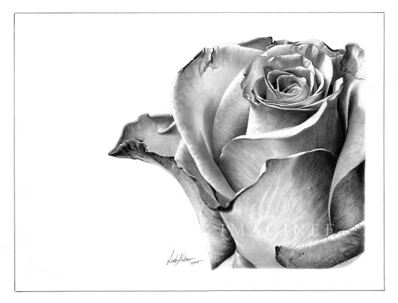 Pencil Drawing of a Rose — Black