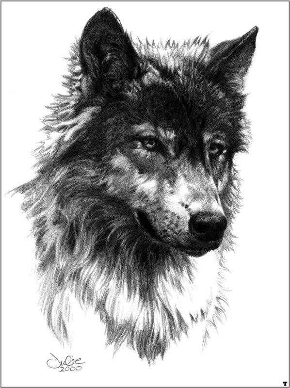 pencil drawing of a wolf