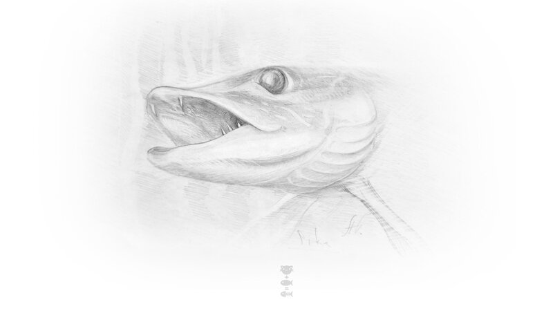 Pencil sketch of a fish head