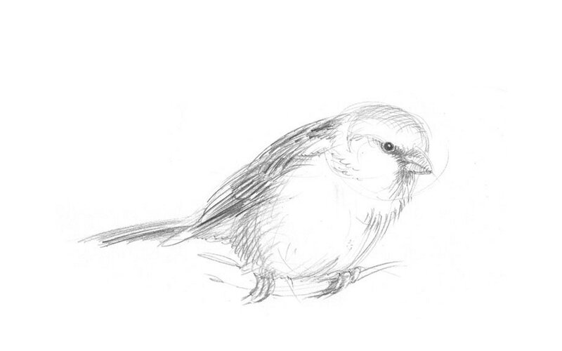 pencil sketch of a small bird