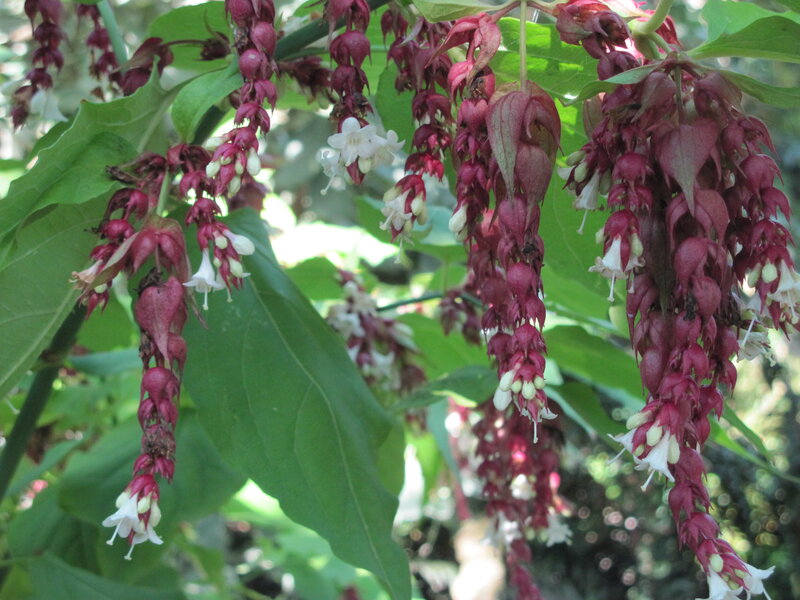 Pendulous Flower Clusters