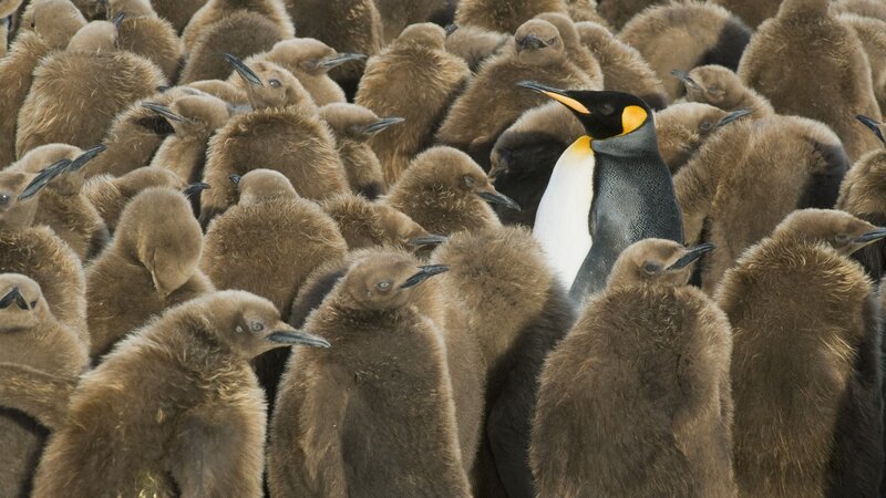 Penguin among chicks