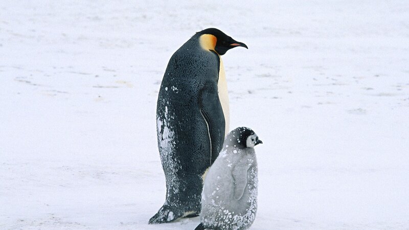 Penguin and chick in snow