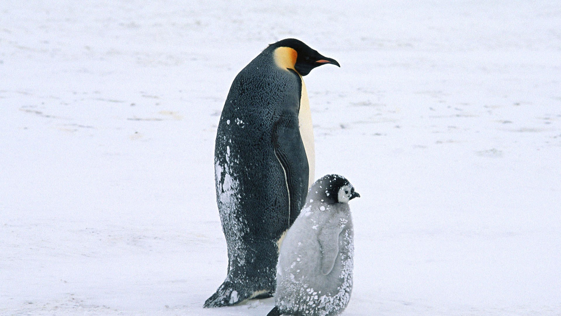 Penguin and chick in snow