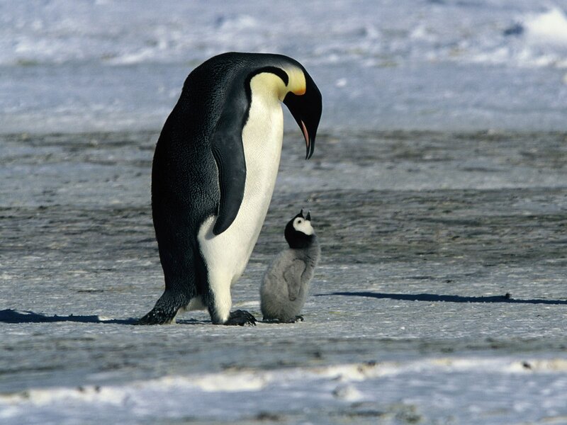 Penguin and chick on ice