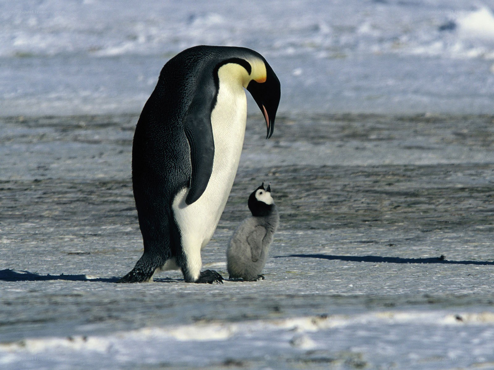 Penguin and chick on ice
