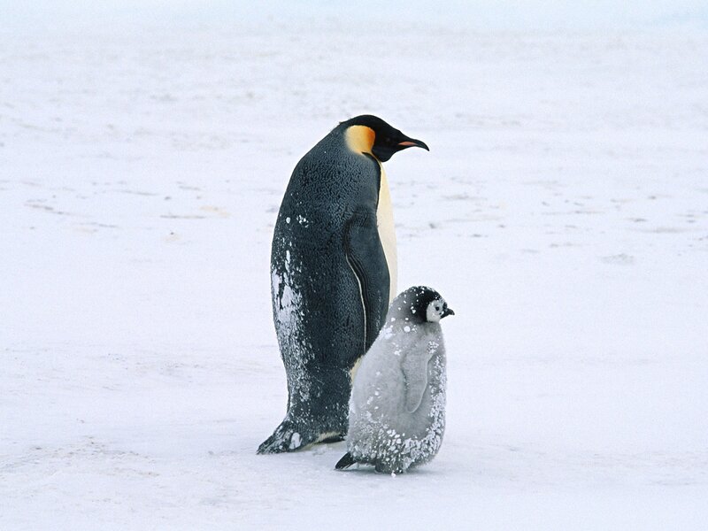 Penguin and chick on snow
