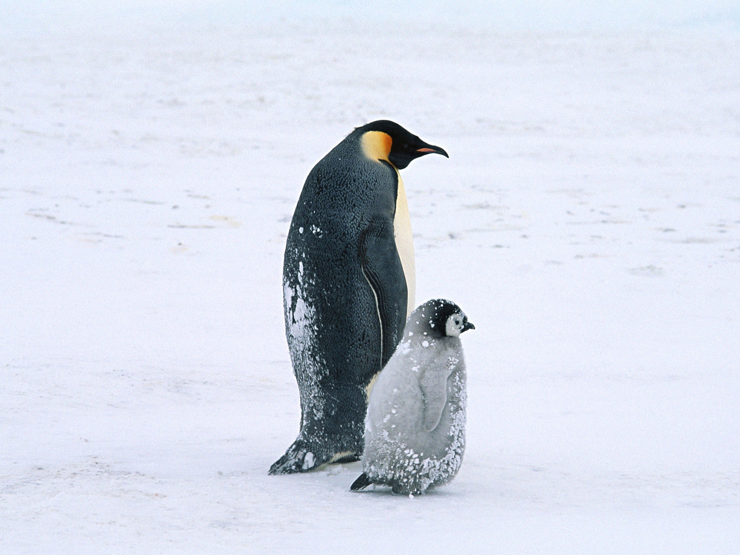 Penguin and chick on snow